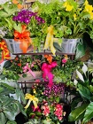 Butterfly Garden Collection from Roses and More Florist in Dallas, TX