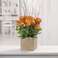 Woodland Mums Planter from Roses and More Florist in Dallas, TX