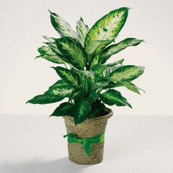 Delightful Dieffenbachia from Roses and More Florist in Dallas, TX