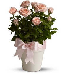 Rosy Cheeks - So Sorry, Sold out! from Roses and More Florist in Dallas, TX