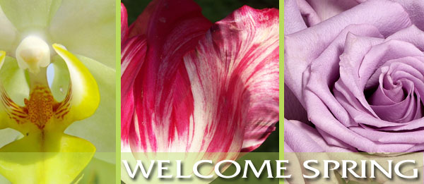 From fresh flowers to roses and much more, Roses and More Florist delivers beautiful flowers daily throughout Dallas