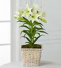 Easter Lily  from Roses and More Florist in Dallas, TX