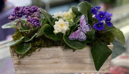 Violets and Butterflies from Roses and More Florist in Dallas, TX