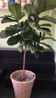 Fiddle Leaf Fig Tree from Roses and More Florist in Dallas, TX