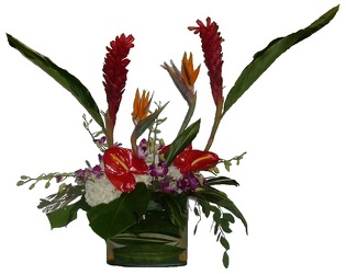 Polynesian Passion from Roses and More Florist in Dallas, TX