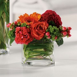 Dazzling Delight from Roses and More Florist in Dallas, TX