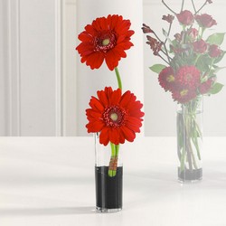 Gerberas In Bud Vase from Roses and More Florist in Dallas, TX