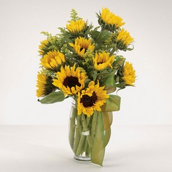 Sunflower Fields from Roses and More Florist in Dallas, TX