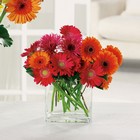 Charming Gerberas from Roses and More Florist in Dallas, TX