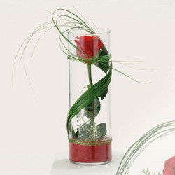 One Stunning Stem from Roses and More Florist in Dallas, TX
