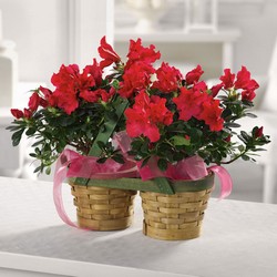 Alluring Azelea from Roses and More Florist in Dallas, TX