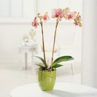 Phalaenopsis Orchid from Roses and More Florist in Dallas, TX