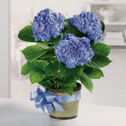 Heavenly Hydrangea - SOLD OUT! from Roses and More Florist in Dallas, TX
