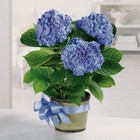 Heavenly Hydrangea from Roses and More Florist in Dallas, TX