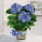 Heavenly Hydrangea from Roses and More Florist in Dallas, TX