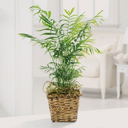Paradise Palm from Roses and More Florist in Dallas, TX