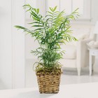Paradise Palm from Roses and More Florist in Dallas, TX