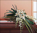 White Orchid Spray from Roses and More Florist in Dallas, TX