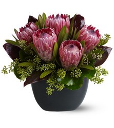 Positively Protea from Roses and More Florist in Dallas, TX